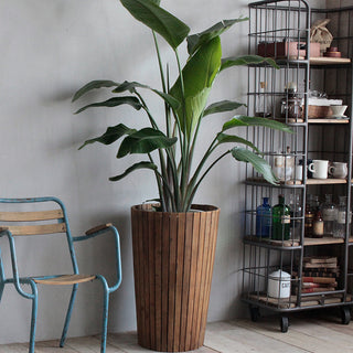 サン プランター