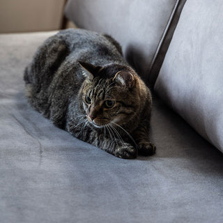 ハスキー 3人掛けソファ 専用 カバー